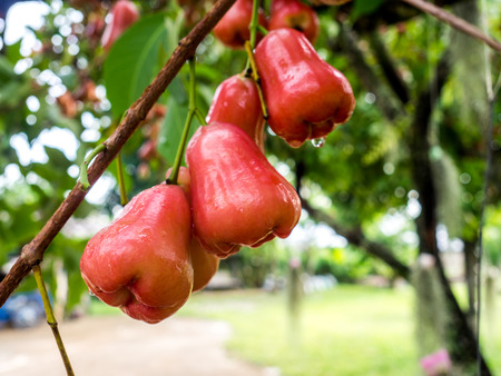 red rose apple on tree in a garden,Thailand.