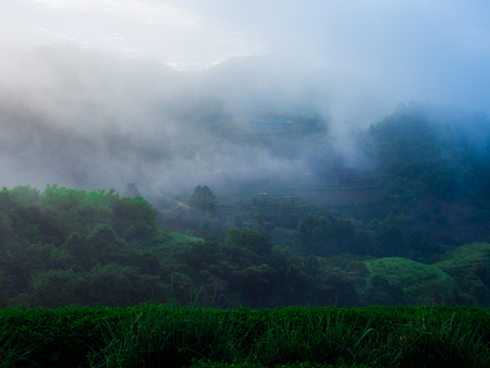 hmong hill tribe harvest tea plant in the morning at rai cha 2000, DOI ANG KANG, Chiang Mai, Thailand.の写真素材