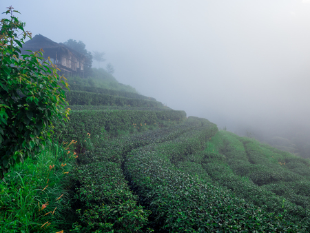 hmong hill tribe harvest tea plant in the morning at rai cha 2000, DOI ANG KANG, Chiang Mai, Thailand.の写真素材