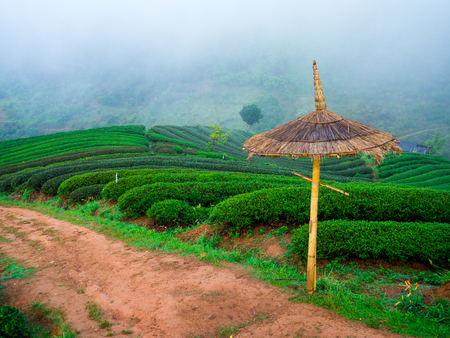 hmong hill tribe harvest tea plant in the morning at rai cha 2000, DOI ANG KANG, Chiang Mai, Thailand.の写真素材