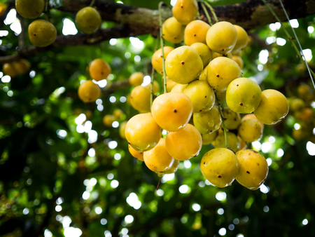 rambeh(Thai fruit) on the rambi tree.の写真素材