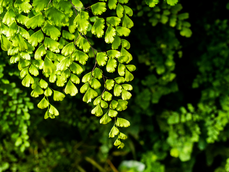 black maidenhair fern or maidenhair fern plant, Green nature leaves backgroundの写真素材