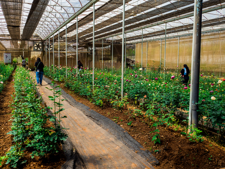 The Royal Agricultural Station Angkhang May 2018 Chiang Mai Thailand.のeditorial素材