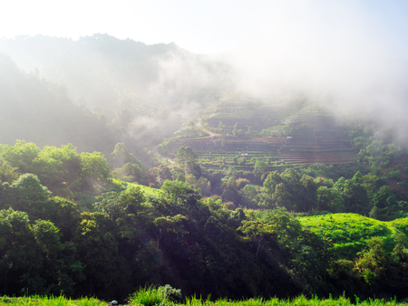 hmong hill tribe harvest tea plant in the morning at rai cha 2000, DOI ANG KANG, Chiang Mai, Thailand.の写真素材
