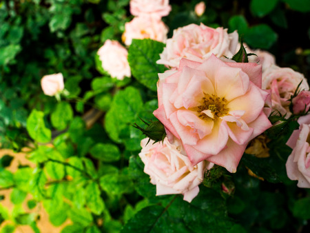 Rose flower in a garden.の写真素材