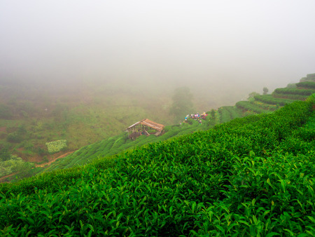 hmong hill tribe harvest tea plant in the morning at rai cha  Chiang Mai, Thailand.の写真素材