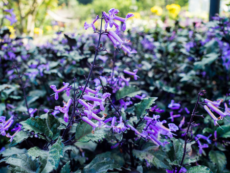Beautiful purple flower blooming in the garden.の写真素材