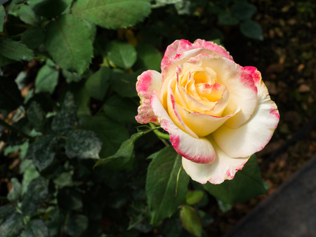 Rose flower in a garden.の写真素材