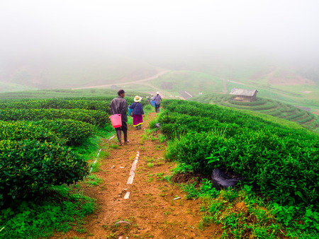 Tea Plantation in the morning at rai cha 2000, DOI ANG KANG, Chiang Mai, Thailand.のeditorial素材