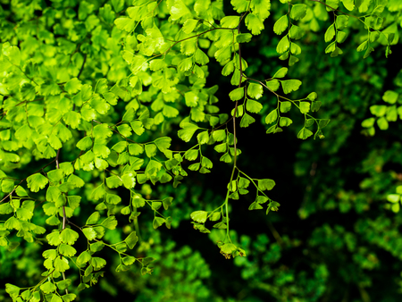 black maidenhair fern or maidenhair fern plant, Green nature leaves background