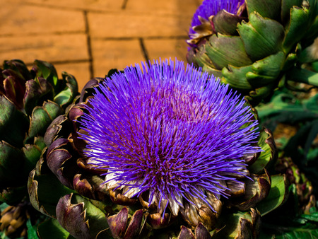 Artichokes purple flowers in the Garden. that give delightful displays in summerの写真素材