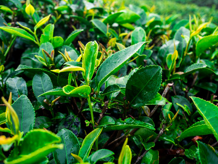 close up tea in the morning at rai cha 2000(Tea Plantation), DOI ANG KANG, Chiang Mai, Thailand.の写真素材