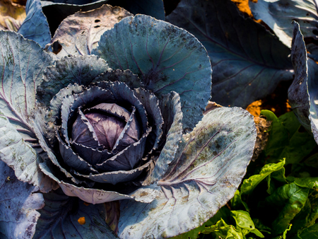 Red cabbage, detail of sprout vegetables(Close up).の写真素材