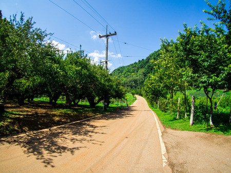 The Royal Agricultural Station Angkhang May 2018 Chiang Mai Thailand.のeditorial素材