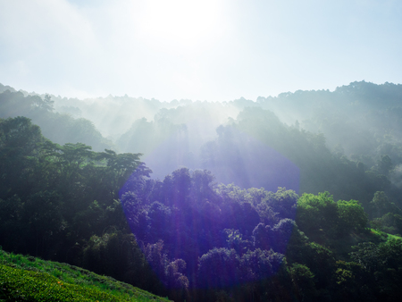 hmong hill tribe harvest tea plant in the morning at rai cha 2000, DOI ANG KANG, Chiang Mai, Thailand.の写真素材