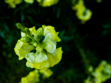 yellow Snapdragon Flowers in the garden.の写真素材
