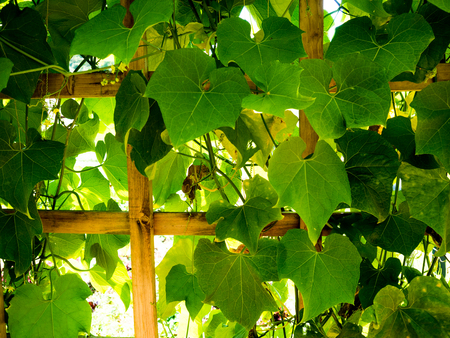 The Royal Agricultural Station Angkhang May 2018 Chiang Mai Thailand.の写真素材