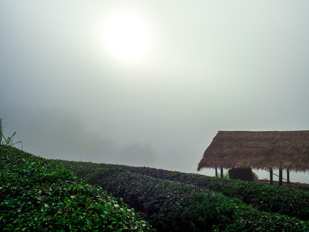hmong hill tribe harvest tea plant in the morning at rai cha 2000, DOI ANG KANG, Chiang Mai, Thailand.の写真素材