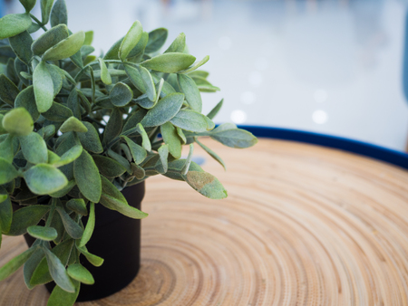 Small tree on wooden Table.の写真素材
