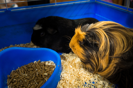 A cute red guinea pig. Close up photo.の写真素材