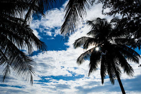 Coconut tree foliage under sky.の写真素材