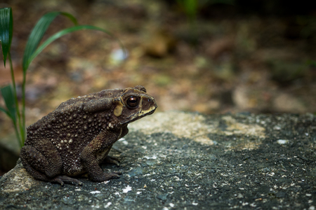 Common Toad on stone in the garden.