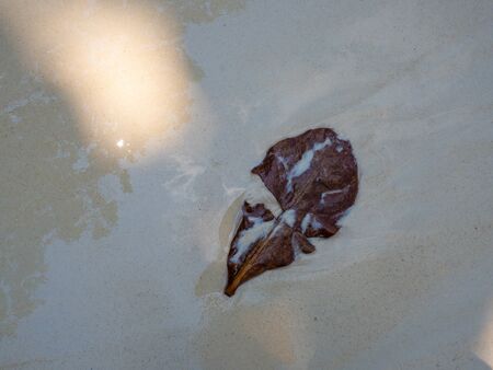 Fallen leaf on fine sand beach. White sand island beach backgroundの写真素材
