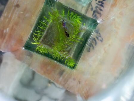 Betta or called Fighting fish in the jar.の写真素材