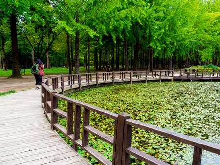 Nami Island, South Korea - Sep 20, 2019. People walking in Namiseom Islandのeditorial素材