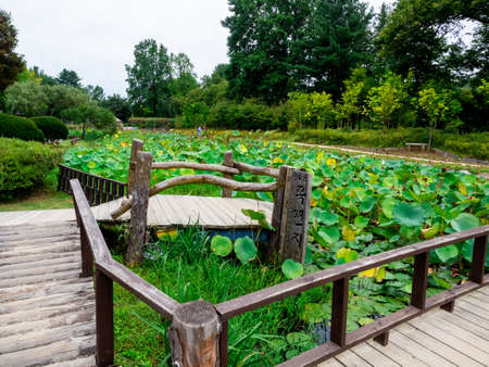 Nami Island, South Korea - Sep 20, 2019のeditorial素材