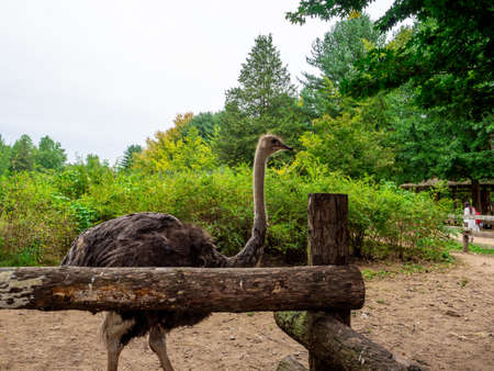 Nami Island, South Korea - Sep 20, 2019. walking in Namiseom Islandのeditorial素材