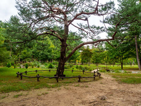 Nami Island, South Korea - Sep 20, 2019. People walking at the tree park in Namiseom Islandのeditorial素材