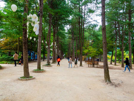 Nami Island, South Korea - Sep 20, 2019. People walking at the tree park in Namiseom Islandのeditorial素材