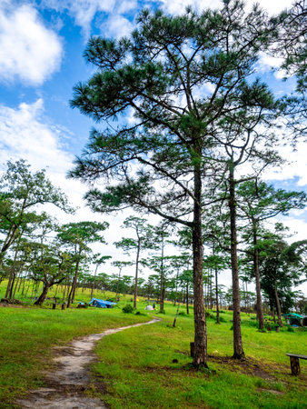 Uttaradit Province, Thailand - July, 24, 2023 : Trekking along the way of Phu Soi Dao National Park, north of Thailand.のeditorial素材