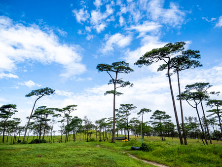 Uttaradit Province, Thailand - July, 24, 2023 : Trekking along the way of Phu Soi Dao National Park, north of Thailand.のeditorial素材