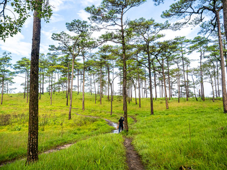 Uttaradit Province, Thailand - July, 24, 2023 : Trekking along the way of Phu Soi Dao National Park, north of Thailand.のeditorial素材