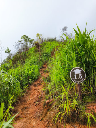 Uttaradit Province, Thailand - July, 24, 2023 : Trekking along the way of Phu Soi Dao National Park, north of Thailand.のeditorial素材