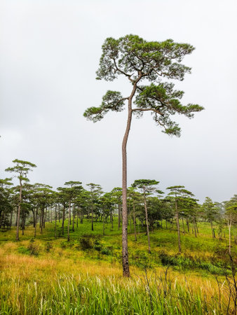 Uttaradit Province, Thailand - July, 24, 2023 : view along the way of Phu Soi Dao National Park, north of Thailand.のeditorial素材