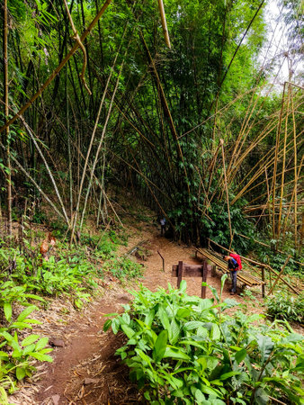 Uttaradit Province, Thailand - July, 24, 2023 : Trekking along the way of Phu Soi Dao National Park, north of Thailand.のeditorial素材