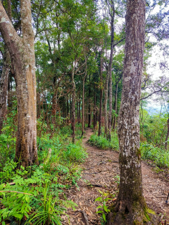 Uttaradit Province, Thailand - July, 24, 2023 : Trekking along the way of Phu Soi Dao National Park, north of Thailand.のeditorial素材