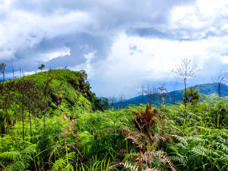 Uttaradit Province, Thailand - July, 24, 2023 : Scenic of Nature at Phu Soi Dao National Park, north of Thailand.のeditorial素材