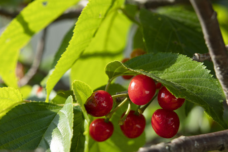 The fruit of a small cherryの写真素材