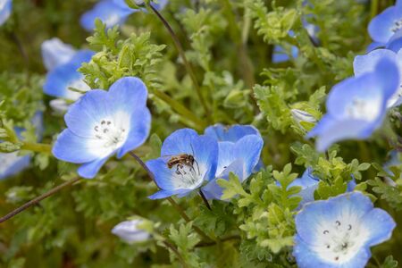 Nemofira and Beesの写真素材