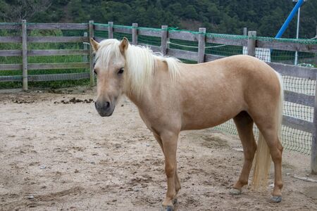 Brown pony with white maneの写真素材