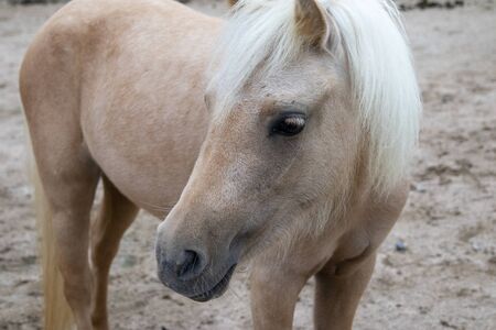 Brown pony with white maneの写真素材