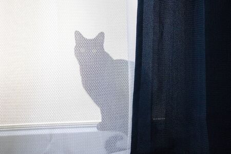 Black cat hiding in the lace curtainの写真素材