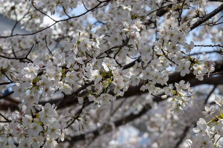 Cherry tree and cityscape on a sunny dayの写真素材