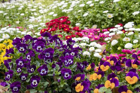 Flowerbed with pansies, daisies and margaretsの写真素材