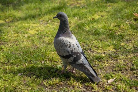 Dove relaxing on the grass in the parkの写真素材
