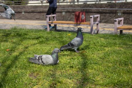 Dove relaxing on the grass in the parkの写真素材